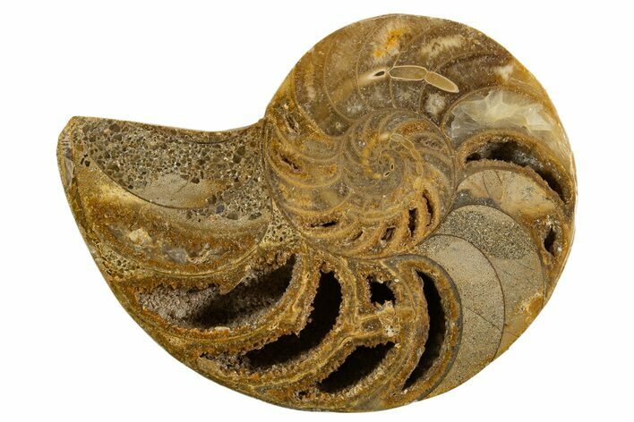 Cut & Polished Jurassic Nautilus Fossil (Half) - Madagascar #339266